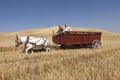 Two men in a wheat wagon. Royalty Free Stock Photo