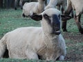 Colgate Smile. The most perfect teeth showed off by a Sheep ewe.