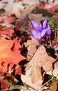 Colhicum Autumnale flower - Romania - Gurahont dendrological park Royalty Free Stock Photo