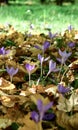 Colhicum Autumnale flower - Romania - Gurahont dendrological park Royalty Free Stock Photo