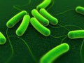 Coli bacteria