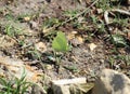 A yellow-sulphured butterfly sipping moisture