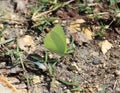 Mud puddling action by a Coliadinae subfamily butterfly