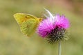 Colias aurorina, the Greek clouded butterfly or dawn clouded yellow butterfly Royalty Free Stock Photo