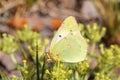 Colias chlorocoma butterfly , butterflies of Iran