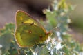 Colias chlorocoma butterfly , butterflies of Iran