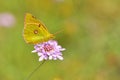 Colias crocea 698