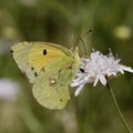 Colias crocea, Dark Clouded Yellow, Common Clouded Yellow butterfly from France Royalty Free Stock Photo