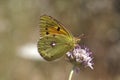 Colias crocea, Dark Clouded Yellow, Common Clouded Yellow buuterfly Royalty Free Stock Photo