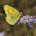 Colias crocea, Dark Clouded Yellow, Common Clouded Yellow buuterfly Royalty Free Stock Photo