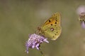 Colias crocea, Dark Clouded Yellow, Common Clouded Yellow, The Clouded Yellow