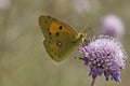 Colias crocea, Dark Clouded Yellow, Common Clouded Yellow, The Clouded Yellow butterfly Royalty Free Stock Photo