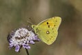 Colias crocea, Dark Clouded Yellow, Common Clouded Yellow, The Clouded Yellow butterfly Royalty Free Stock Photo