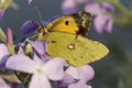 Colias crocea, Dark Clouded Yellow, Common Clouded Yellow Royalty Free Stock Photo