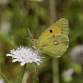 Colias crocea, Dark Clouded Yellow, Common Clouded Yellow Royalty Free Stock Photo