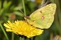 Colias crocea, Guadarrama National Park, Spain