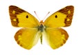 Colias crocea on a white background Royalty Free Stock Photo