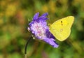 Colias croceus , clouded yellow butterfly Royalty Free Stock Photo