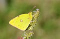 Colias croceus , clouded yellow butterfly on flower Royalty Free Stock Photo