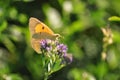 Colias croceus