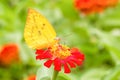 Colias erate butterfly on a mexican sunflower Royalty Free Stock Photo