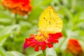 Colias erate butterfly on a mexican sunflower Royalty Free Stock Photo