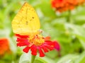 Colias erate butterfly on a mexican sunflower Royalty Free Stock Photo