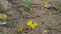 Colias erate yellow butterfly crowd crawling on sand ground and flyaway