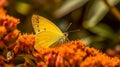 Orange Sulfur Butterfly Royalty Free Stock Photo