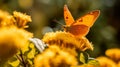 Orange Sulfur Butterfly Royalty Free Stock Photo