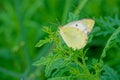 Colias hyale Royalty Free Stock Photo