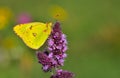 Colias hyale 85 Royalty Free Stock Photo