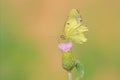 Colias hyale Royalty Free Stock Photo