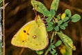 Colias hyale, the pale clouded yellow, is a butterfly of the family Pieridae, also known as the yellows and whites which is foun