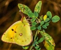 Colias hyale, the pale clouded yellow, is a butterfly of the family Pieridae