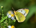 Colias hyale, the pale clouded yellow, female