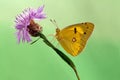 A Colias hyale sits on a summer day on a pink field flower