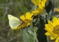 Colias interior Royalty Free Stock Photo