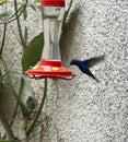 Colibri