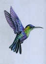 Colibri Bird colored pencils illustration for a postcard print Royalty Free Stock Photo