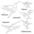 Colibri birds, real latin names. Black lines, contour style. Illustration can be used for coloring books