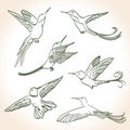 Colibri drawing Royalty Free Stock Photo
