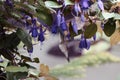 Colibri in flight near the flower Royalty Free Stock Photo