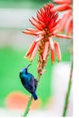 Colibri