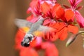 Colibri moth feeding while flying Royalty Free Stock Photo