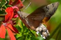 Colibri moth feeding while flying Royalty Free Stock Photo