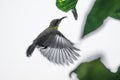 The colibri Nectarinia jugularis flying Royalty Free Stock Photo