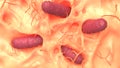 Coliform microorganism on human skin macro shot, 3d illustratio