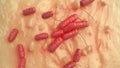 Coliform microorganism on human skin macro shot, 3d illustration Royalty Free Stock Photo