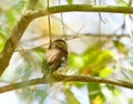 Colimadwerguil, Colima Pygmy-Owl, Glaucidium palmarum